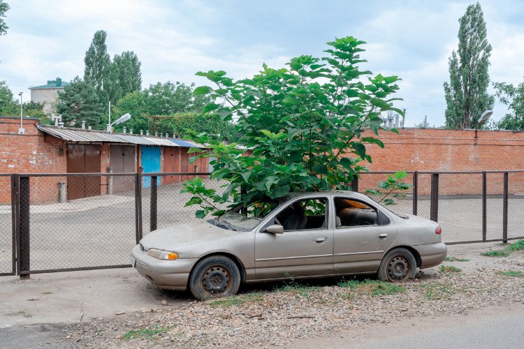 Старый автомобиль с проросшим внутри деревом