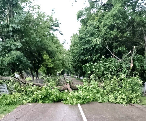 дерево упало на дорогу в станице Тенгинской
