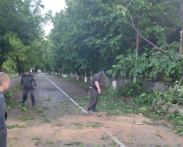 мужчины убирают поваленное ветром на дорогу дерево в станице Тенгинской