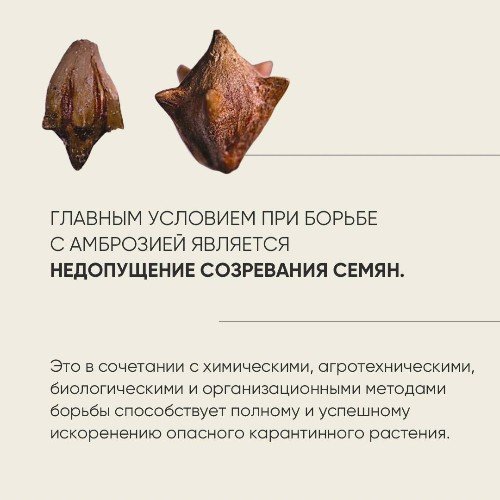 Семена амброзии