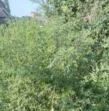 Амброзия на городской улице