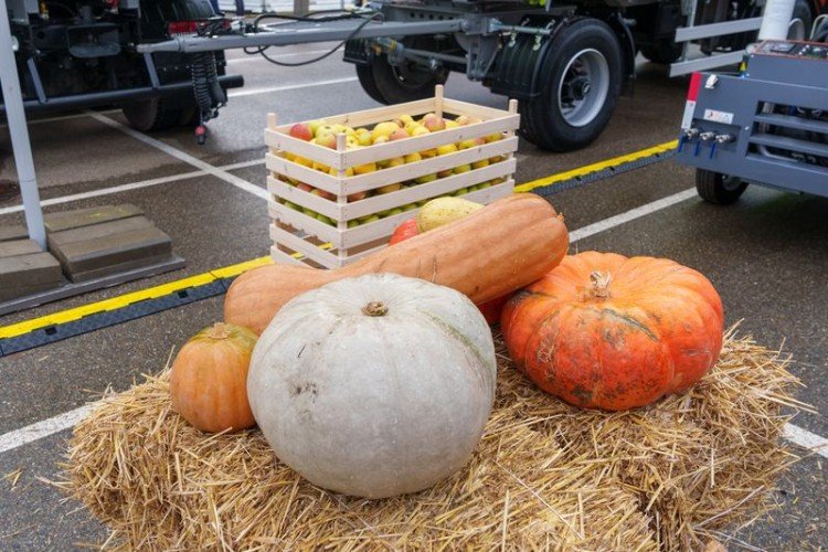 Тыква разных сортов