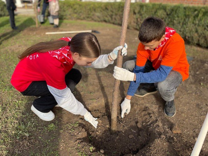 Высадка катальпы