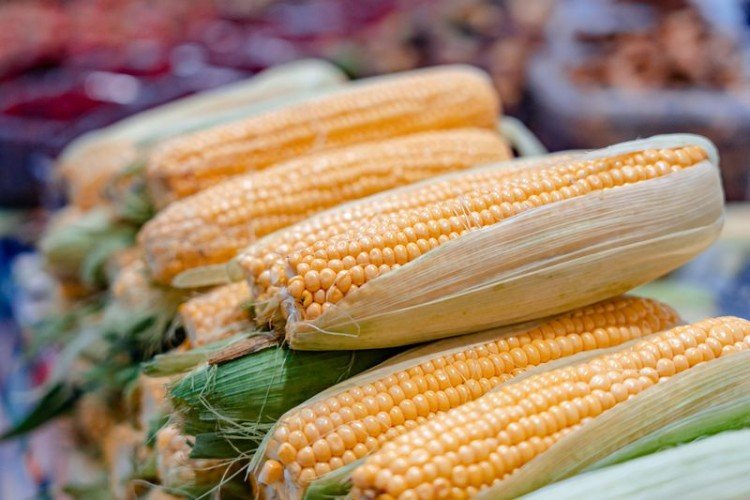 Кукурузные початки