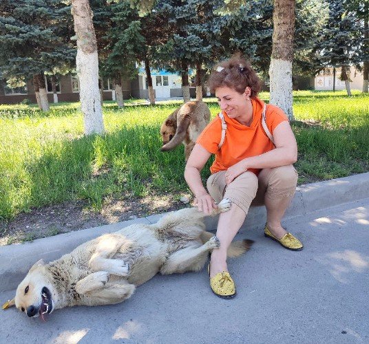 Зооволонтёр с бездомными собаками на улице