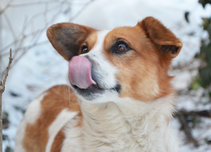 Усть-лабинский Хатико