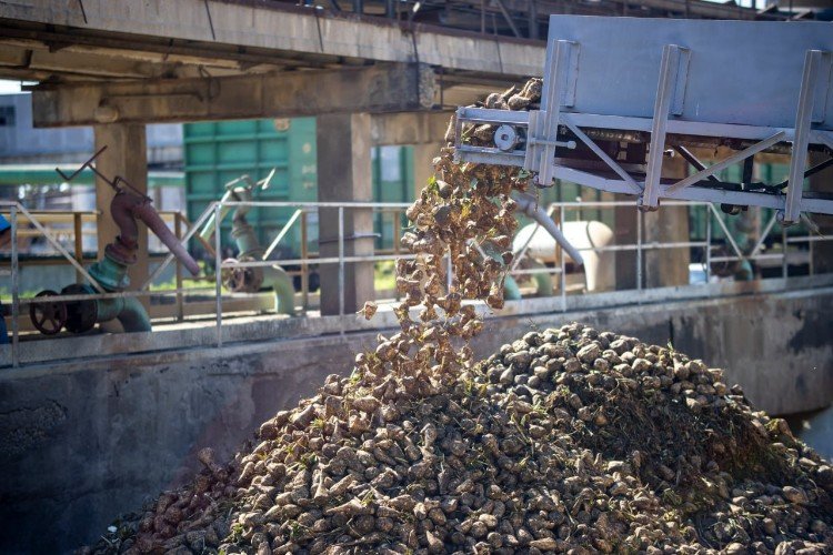 Выгрузка сахарной свёклы