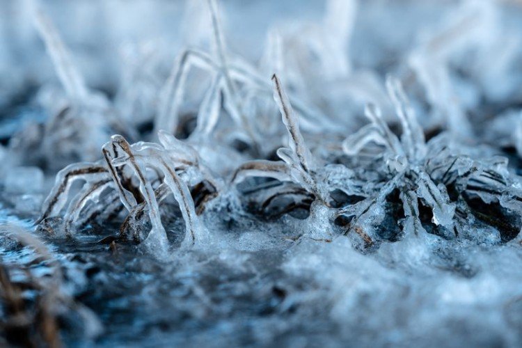 Обледеневшая трава