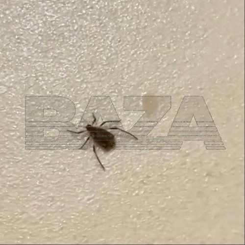 мелкое насекомое с 6 лапками