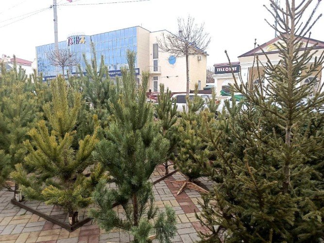 Ёлочный базар в Усть-Лабинске