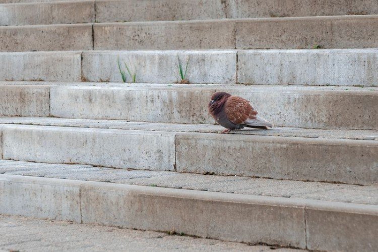 Замерзающая птица