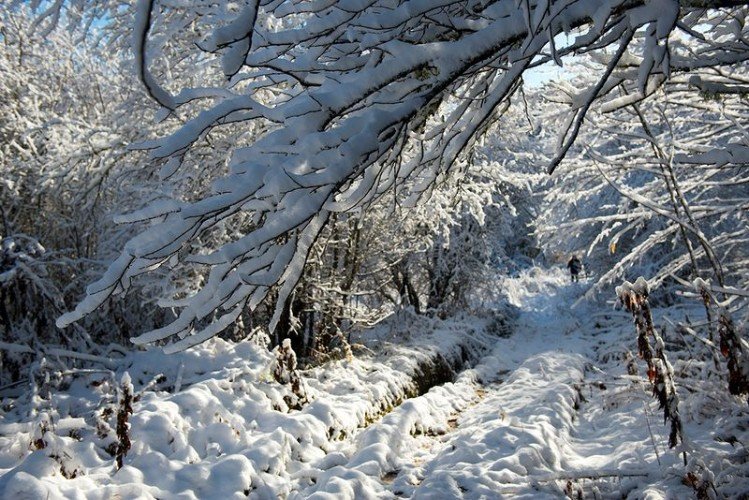 Снег на деревьях