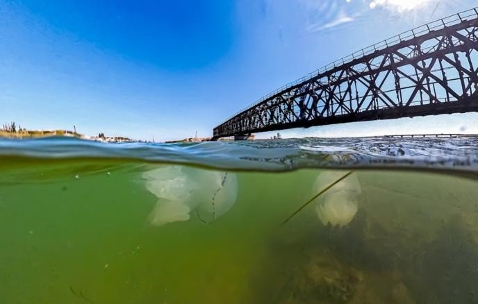 Азовское море с медузами