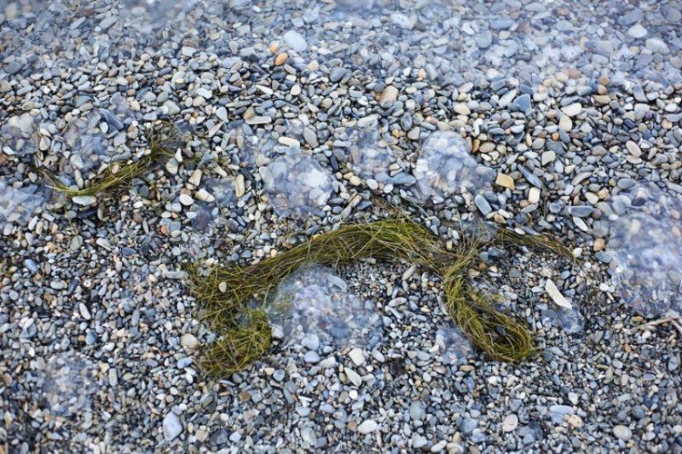 Медуза на берегу