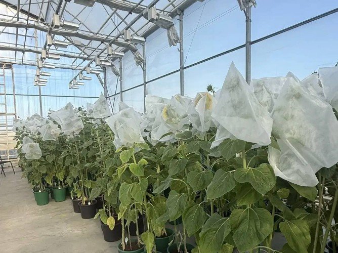 Подсолнухи в теплице