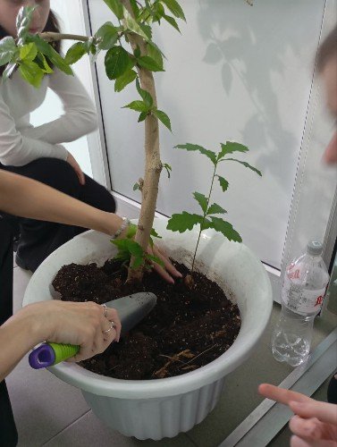 Росток дуба в комнатном растении