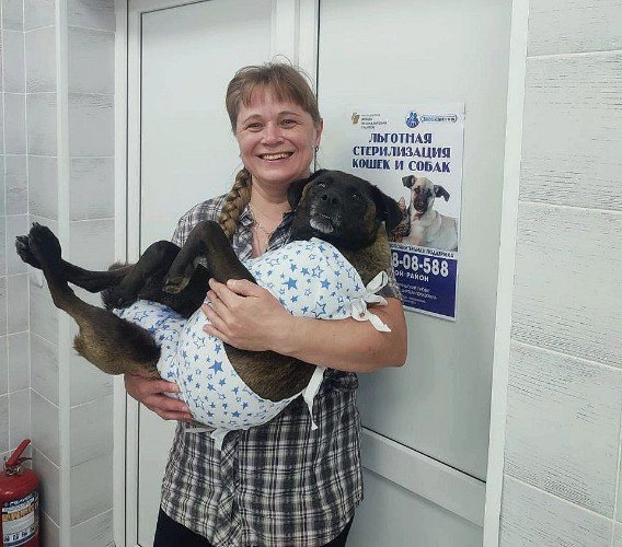 Собака на руках хозяйки после стерилизации