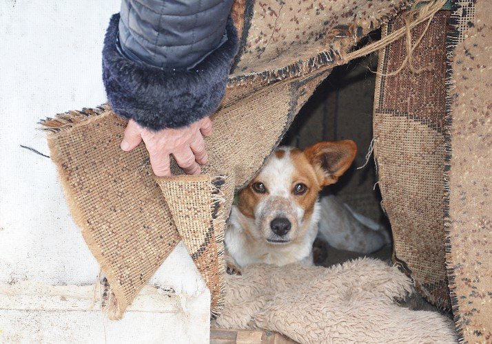 Собака в будке