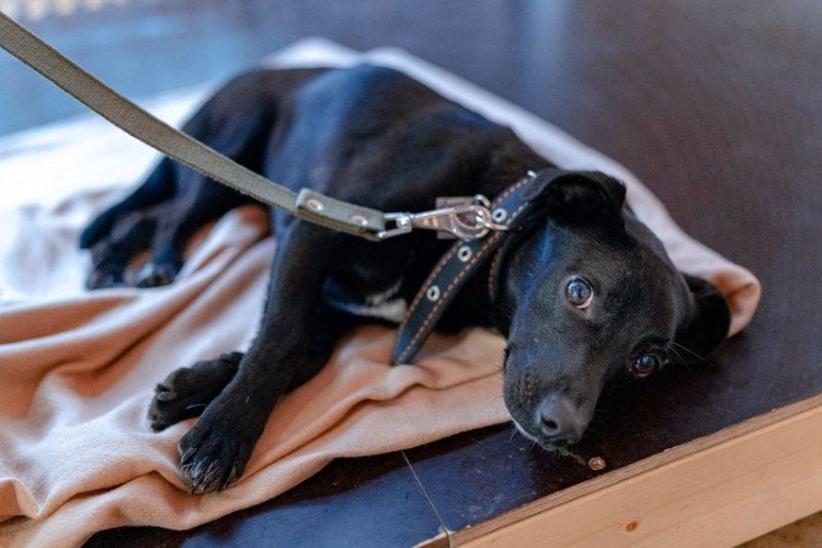 Чёрная собака лежит на подстилке