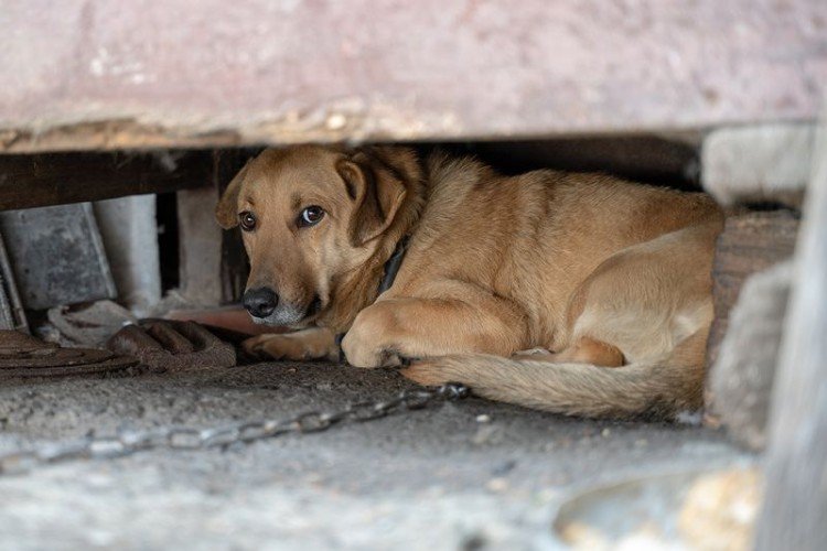 Собака на цепи