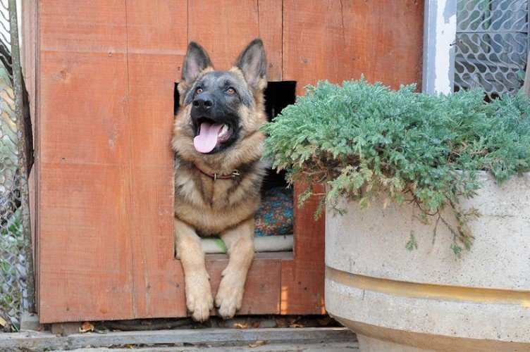Немецкая овчарка в будке
