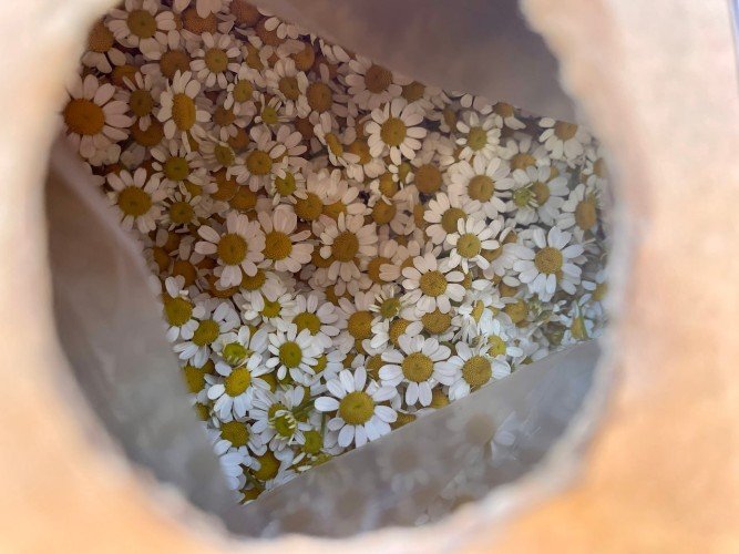 Ромашки