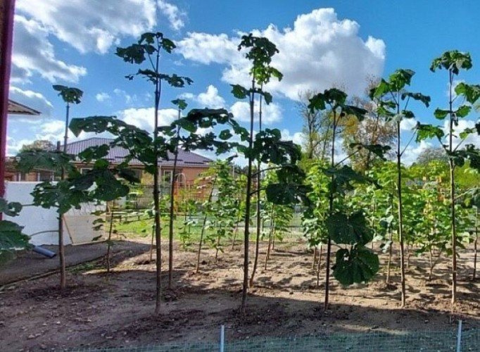 В Усть-Лабинском районе проходит конкурс  по программе «Зелёная дорога»