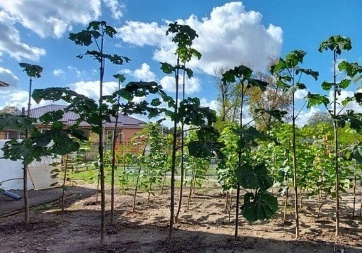 Сад, выращенный из семечек