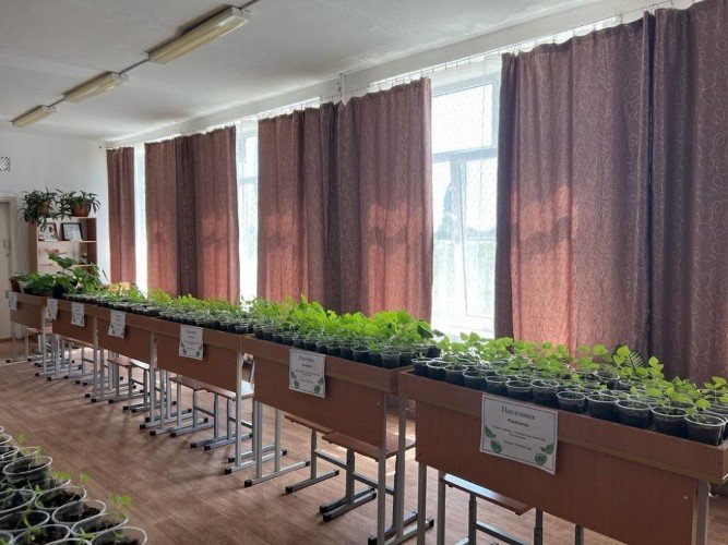 Саженцы будущих деревьев. х. Братский.