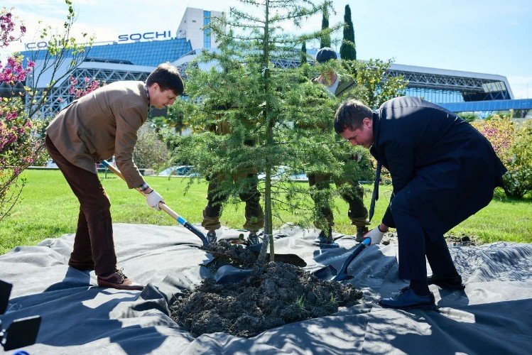 Высадка кедра двумя мужчинами