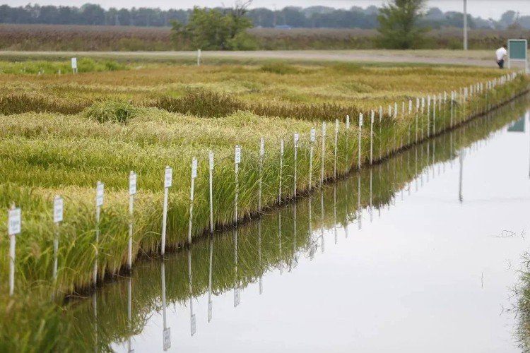 Рисовые поля