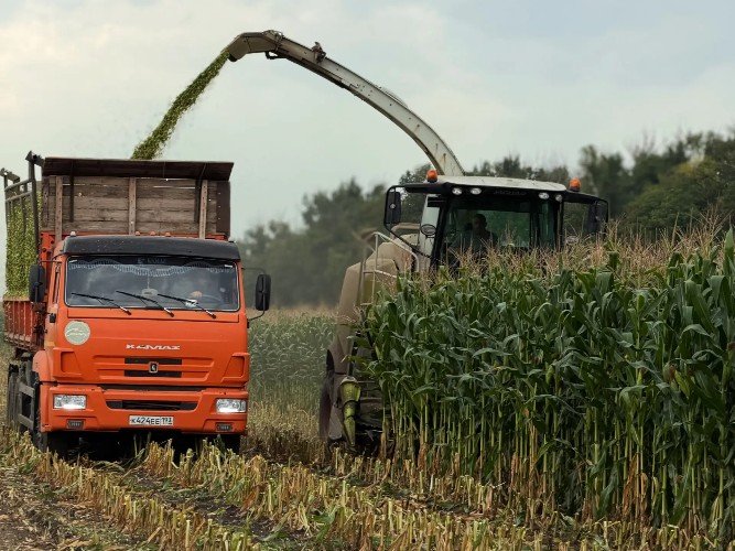 Уборка кукурузы в поле