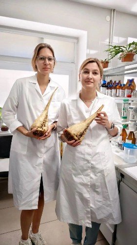 Лаборанты со свеклой в руках