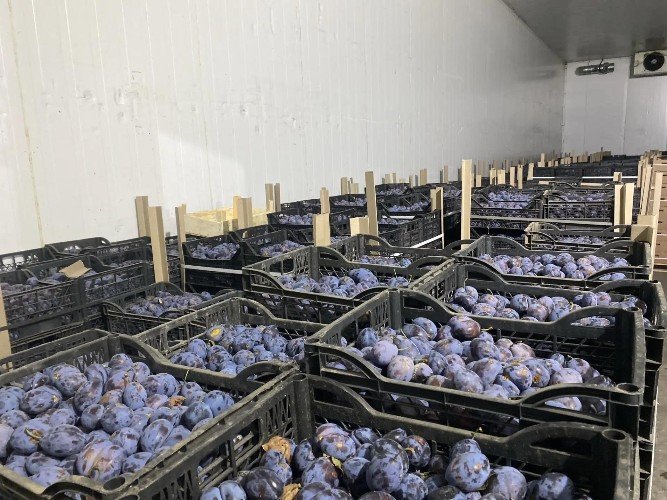 300 тонн кубанских слив поступят на торговые прилавки