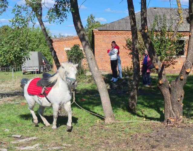 Пони