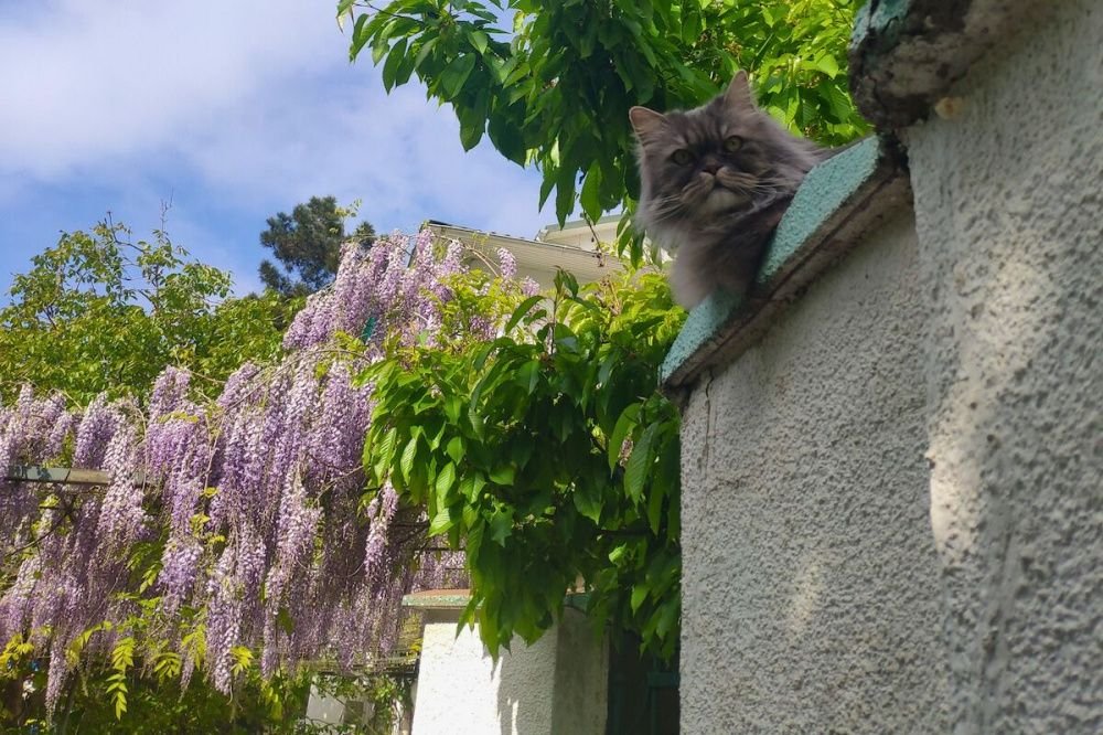 Кошачий контроль