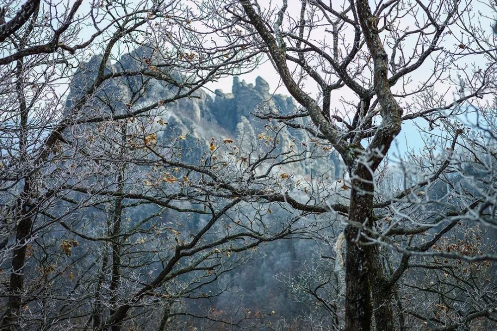 Дуб из Краснодарского края участвует в конкурсе на звание главного дерева страны