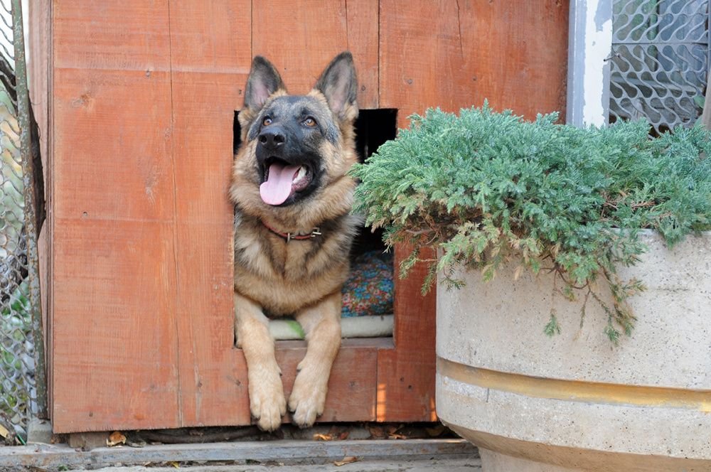 Кубанские кинологи раскрыли 682 преступления в 2023 году