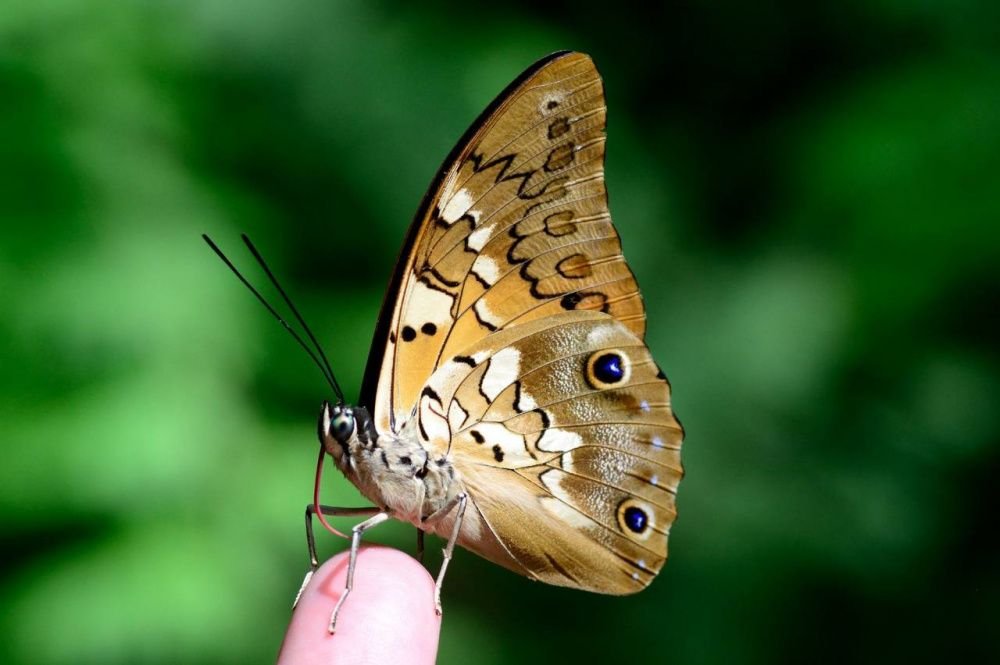 На ферме бабочек музея Фелицына в Краснодаре родилась бабочка Препона