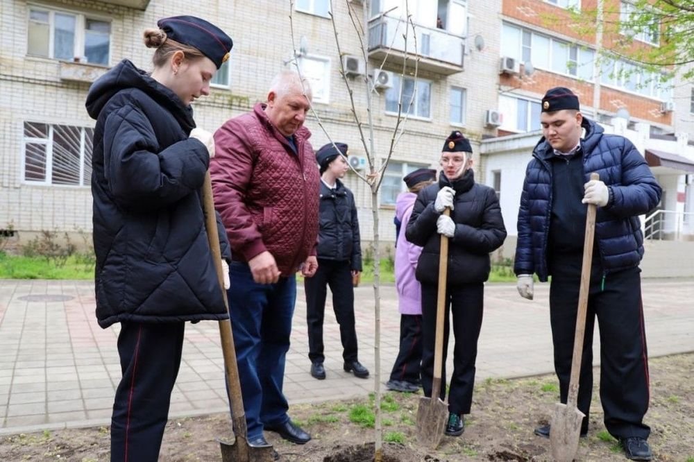 Саженцы платана высадили по улице Ленина в Усть-Лабинске