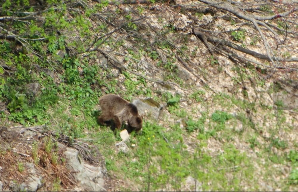 В Сочинском нацпарке пересчитают бурых медведей