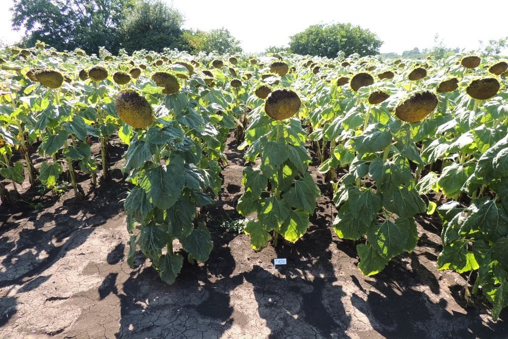 Готов к использованию первый гибрид подсолнечника от «Ладожских»!