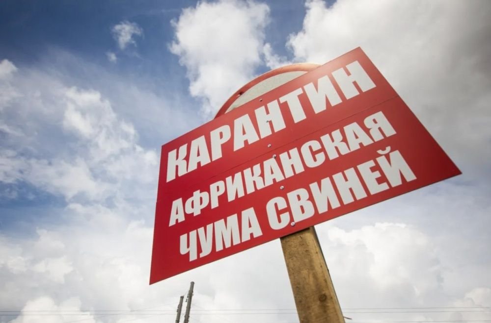 Ещё в одном районе Кубани обнаружен очаг АЧС