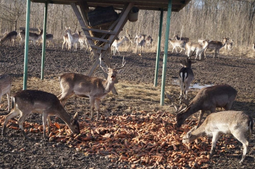 На Кубани завершена сезонная подкормка ланей