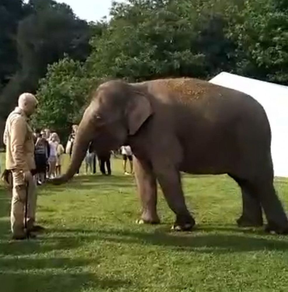 Цирковые индийские слоны проводят отпуск в Сочи