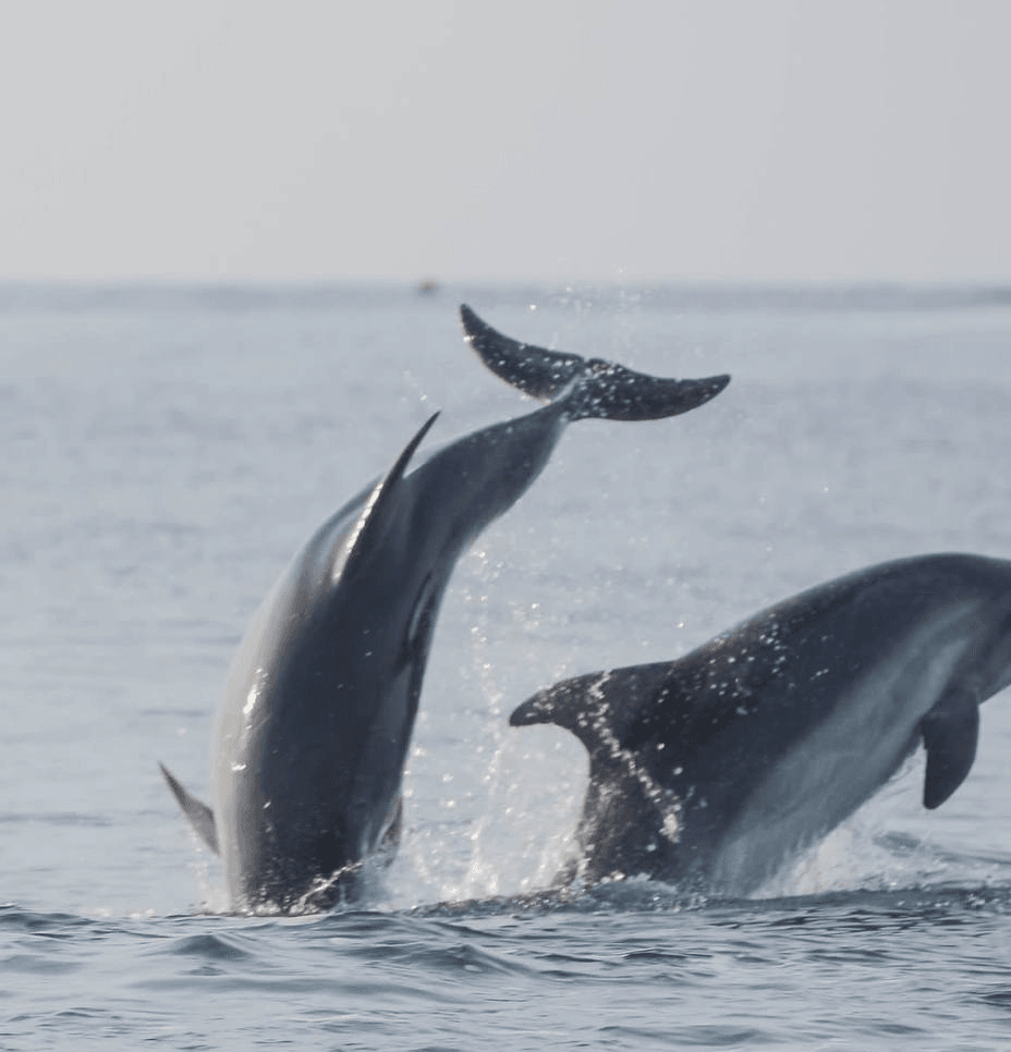 В Сочи туристы спасли дельфинов
