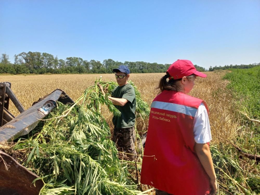 Волонтеры Усть-Лабинского центра «Вектор» обновили поклонный крест и уничтожили коноплю