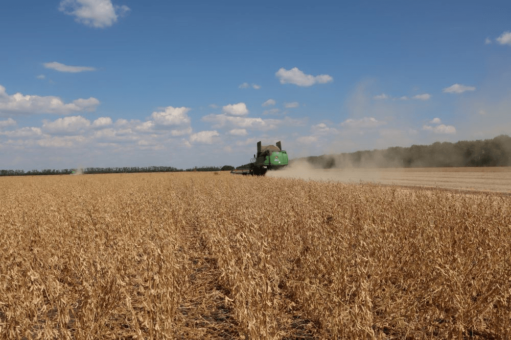 В крае идёт уборка подсолнечника и кукурузы