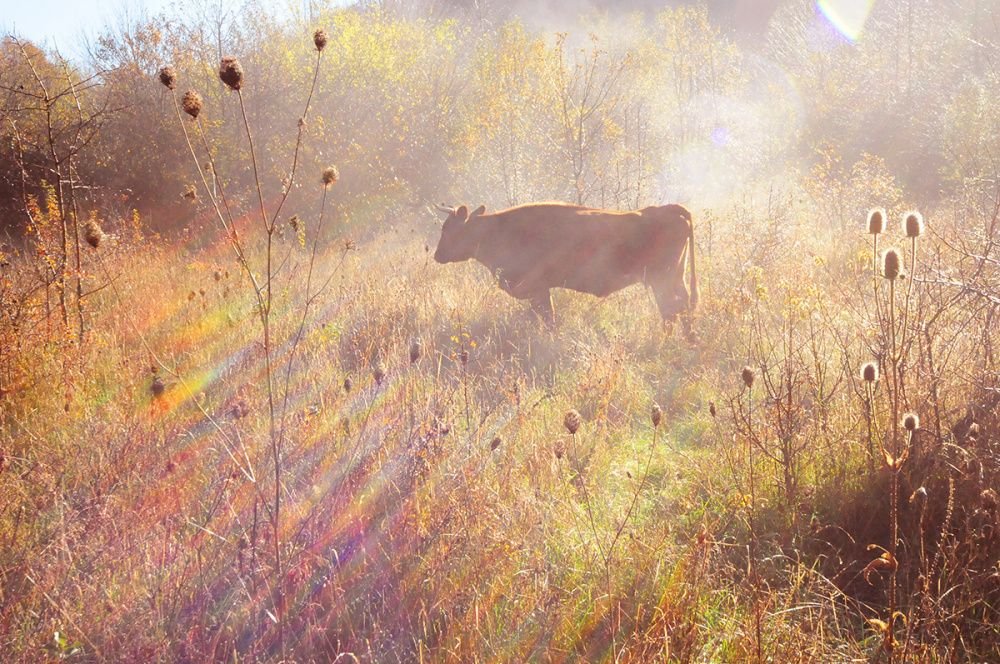 На Кубани открыли первую в стране ферму с применением искусственного интеллекта