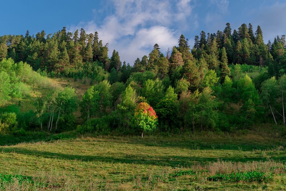 Восстановить кубанские леса